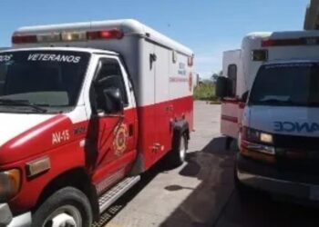 Ataque de abejas al sur de Mazatlán deja dos heridos