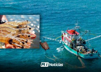 Flota camaronera afina detalles para el arranque de captura; es en menos de dos semanas