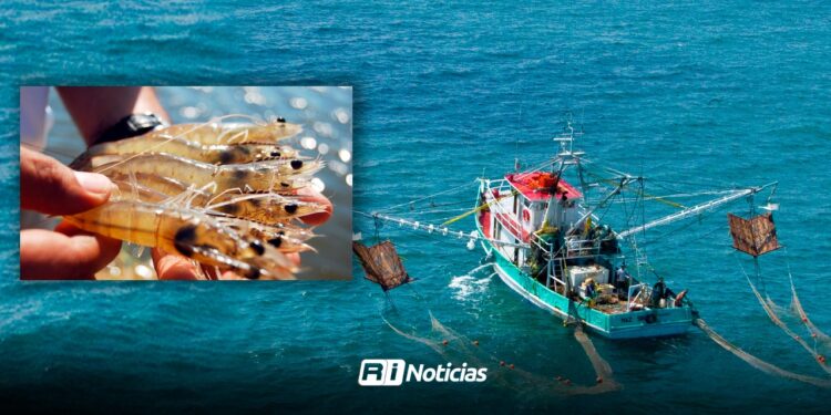 Flota camaronera afina detalles para el arranque de captura; es en menos de dos semanas