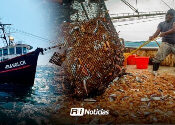 CONAPESCA busca mejor producción de camarón de cara al cese de veda