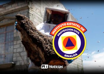 Protección Civil llama a reportar enjambres de abejas al 911 en Mazatlán