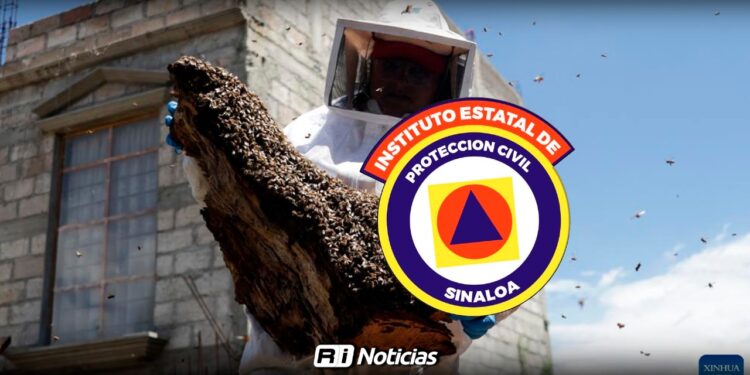 Protección Civil llama a reportar enjambres de abejas al 911 en Mazatlán