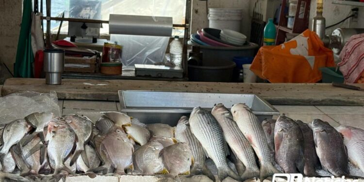 Se desploman ventas en embarcadero de la Isla de la Piedra; hay baja producción