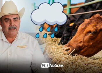 Lluvias favorecen a ganaderos con la producción de alimento para el ganado