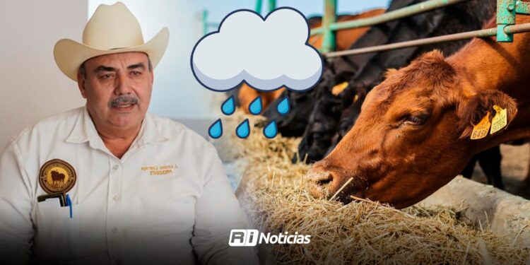Lluvias favorecen a ganaderos con la producción de alimento para el ganado