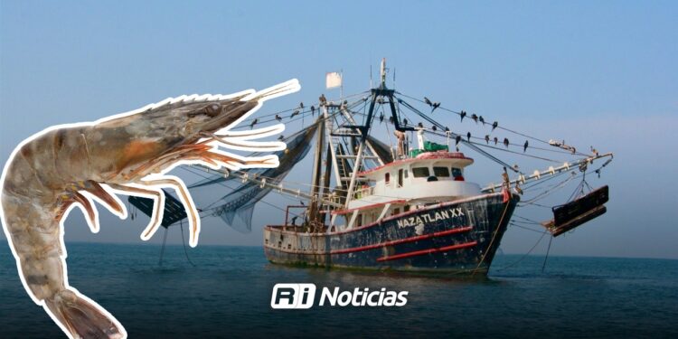 Más de 200 barcos camaroneros iniciaron la temporada en Mazatlán