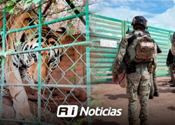 Aseguran animales exóticos y equipo pesado durante cateo en rancho de Sinaloa