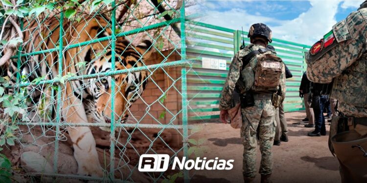 Aseguran animales exóticos y equipo pesado durante cateo en rancho de Sinaloa