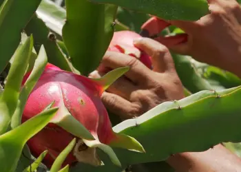 Agricultura digital crece tres veces ante reto de seguridad alimentaria