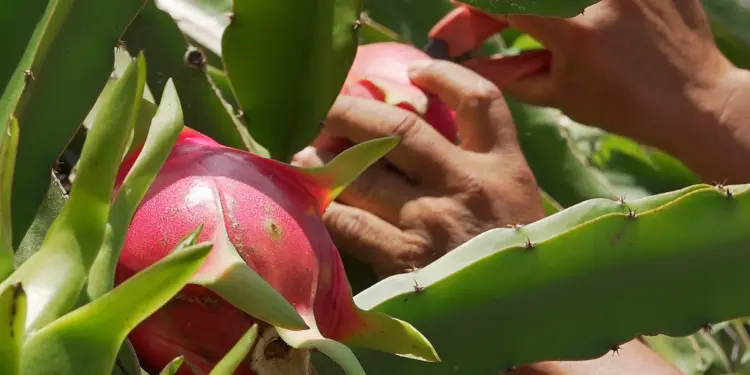 Agricultura digital crece tres veces ante reto de seguridad alimentaria