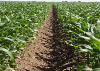 Productores de Sinaloa esperan pagos pendientes; Consejo se reunirá la próxima semana