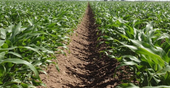 Productores de Sinaloa esperan pagos pendientes; Consejo se reunirá la próxima semana