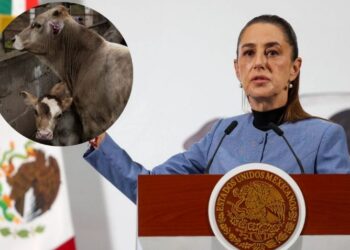 Pide Sheinbaum que no sea discrecional decisión de abrir o no la frontera al ganado mexicano