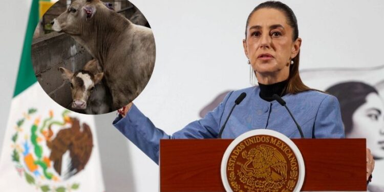 Pide Sheinbaum que no sea discrecional decisión de abrir o no la frontera al ganado mexicano