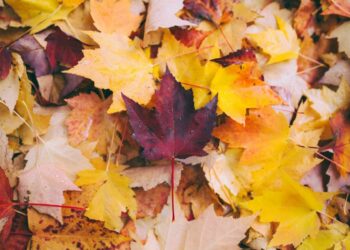 Otoño 2025: ¿a qué hora es el equinoccio?