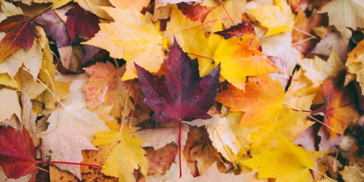 Otoño 2025: ¿a qué hora es el equinoccio?