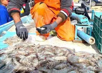 Captura de camarón iniciará de manera escalona: Sector Pesquero