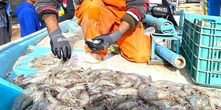 Captura de camarón iniciará de manera escalona: Sector Pesquero