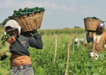 Faltan créditos; 1 de cada 10 agricultores tiene acceso a ese tipo de apoyo: CNA