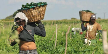 Faltan créditos; 1 de cada 10 agricultores tiene acceso a ese tipo de apoyo: CNA