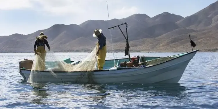 Proyectan buena captura de camarón en campos pesqueros del centro de Sinaloa