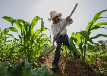 Por crisis hídrica, productores agrícolas de Sinaloa bajan precios para subsistir