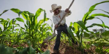 Por crisis hídrica, productores agrícolas de Sinaloa bajan precios para subsistir