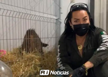 La osa Mina presenta avances, pero… está desnutrida y necesita apoyo