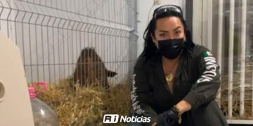 La osa Mina presenta avances, pero… está desnutrida y necesita apoyo