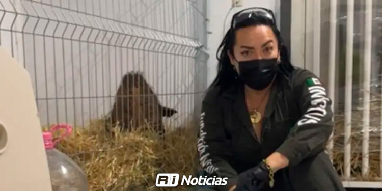 La osa Mina presenta avances, pero… está desnutrida y necesita apoyo