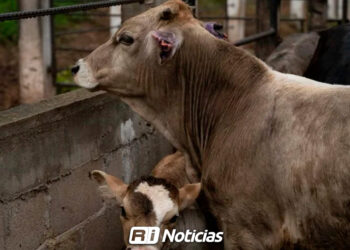 Disminuyen casos de gusano barrenador en México: secretaria de Agricultura de Estados Unidos