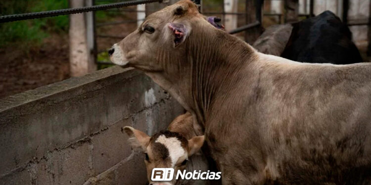 Disminuyen casos de gusano barrenador en México: secretaria de Agricultura de Estados Unidos