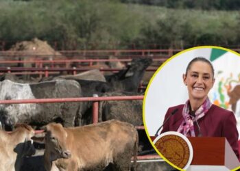 Julio Berdegué será quien dé avances de reapertura de la frontera de EEUU a ganado mexicano; ayer habló con Rollins: Sheinbaum