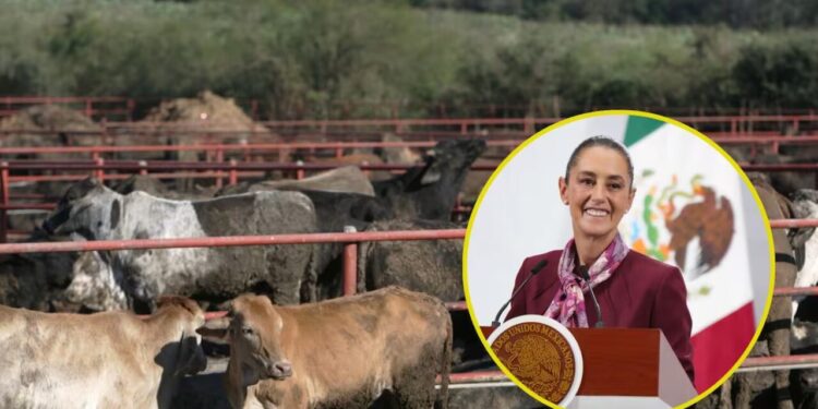 Julio Berdegué será quien dé avances de reapertura de la frontera de EEUU a ganado mexicano; ayer habló con Rollins: Sheinbaum