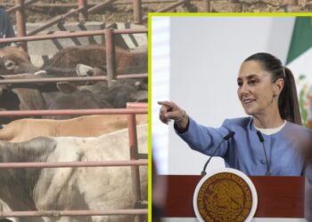Sheinbaum adelanta que ya se da el primer apoyo para ganaderos del Norte afectados por cierre de la frontera de EEUU