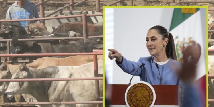 Sheinbaum adelanta que ya se da el primer apoyo para ganaderos del Norte afectados por cierre de la frontera de EEUU