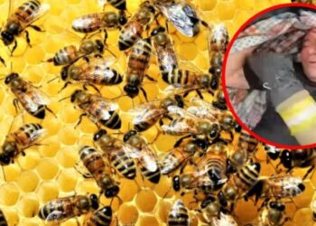 Rescatan Bomberos de Mazatlán a una persona que fue atacada por un violento enjambre de abejas