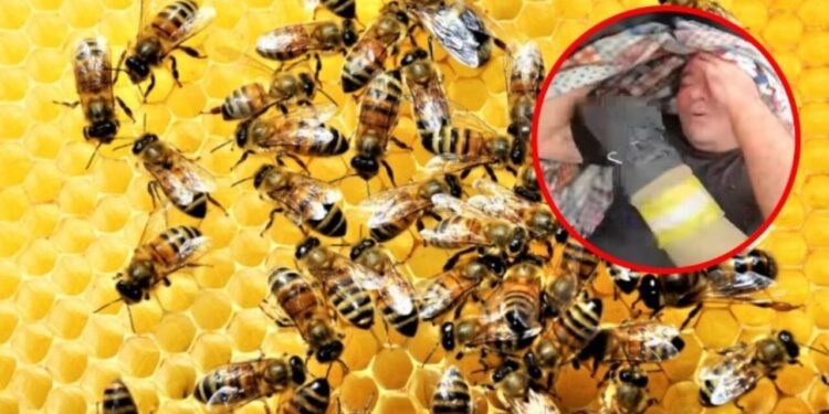 Rescatan Bomberos de Mazatlán a una persona que fue atacada por un violento enjambre de abejas