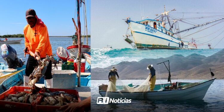 ¡Ya cayó! Pescadores de Sinaloa reciben el tan aneblado apoyo Bienpesca