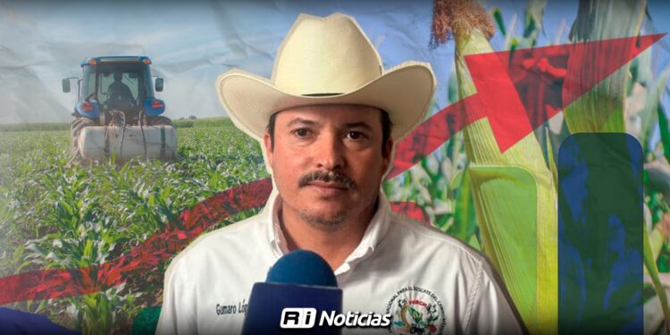 Productores de Sinaloa urgen rescatar la rentabilidad del maíz