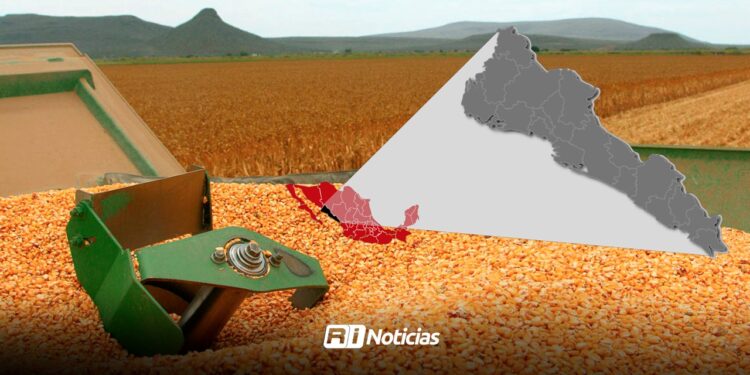 Gobierno Federal y Estatal atienden tema del maíz de Sinaloa; el lunes habrá resolutivo