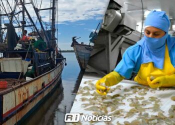 Tras escasa captura de camarón, empacadoras en incertidumbre por conservar empleo