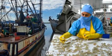 Tras escasa captura de camarón, empacadoras en incertidumbre por conservar empleo