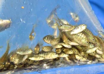 Concluye siembra de 1 millón 500 mil alevines de tilapia en El Fuerte