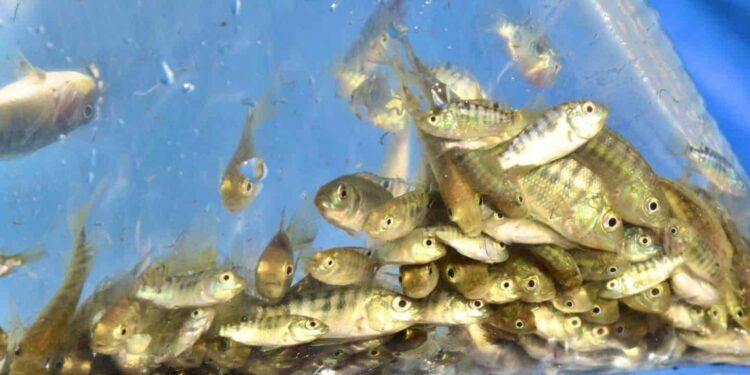 Concluye siembra de 1 millón 500 mil alevines de tilapia en El Fuerte