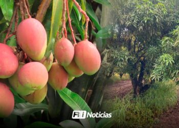 Lluvias da esperanza a productores de mango en Escuinapa