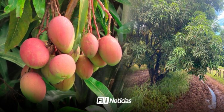 Lluvias da esperanza a productores de mango en Escuinapa