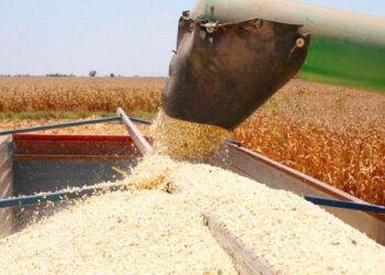 Sinaloa se prepara para la cosecha de maíz blanco en 2026