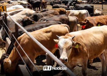 Instruyen a ganaderos de Mazatlán para tener un mejor ganado