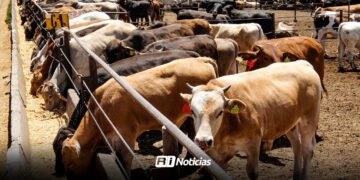 Instruyen a ganaderos de Mazatlán para tener un mejor ganado